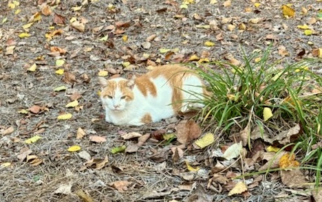 A white and orange cat from the CPA Team lies on the ground among dry grass and fallen leaves next to a small green plant.