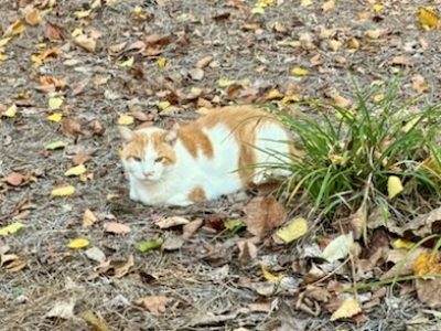 A white and orange cat from the CPA Team lies on the ground among dry grass and fallen leaves next to a small green plant.